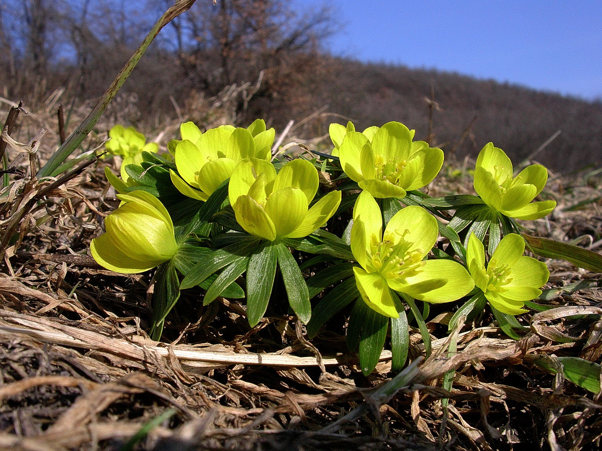 Eranthis hyemalis 9089.JPG