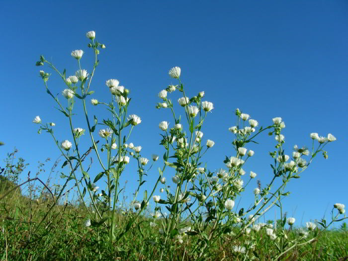 Erigeron annuus (L.) Desf. 87.jpg