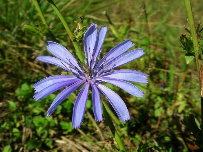 Cichorium intybus L. 92.jpg