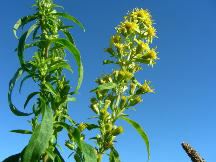 Solidago virgaurea L. 17.jpg