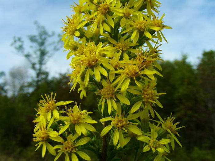 Solidago virgaurea L. 56.jpg