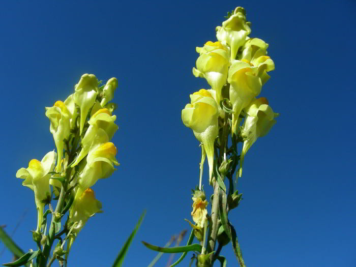 Linaria vulgaris Mill. 05.jpg