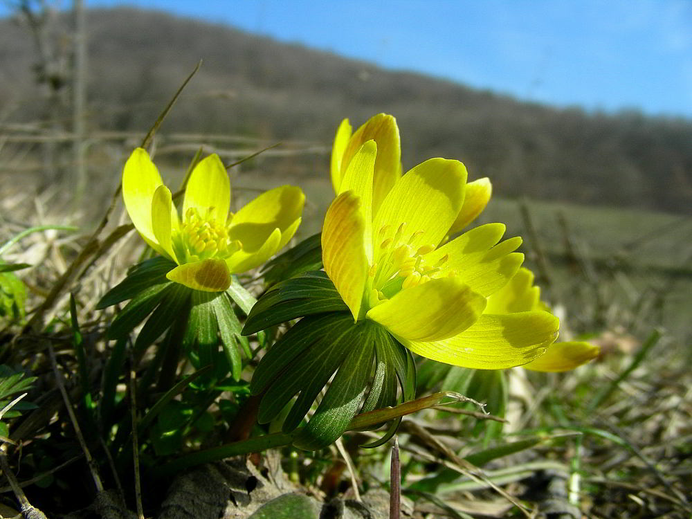 Eranthis hyemalis 241.JPG