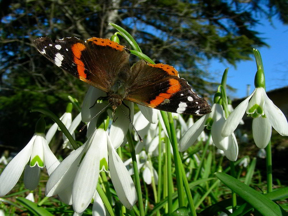 Vanessa atalanta 259.JPG