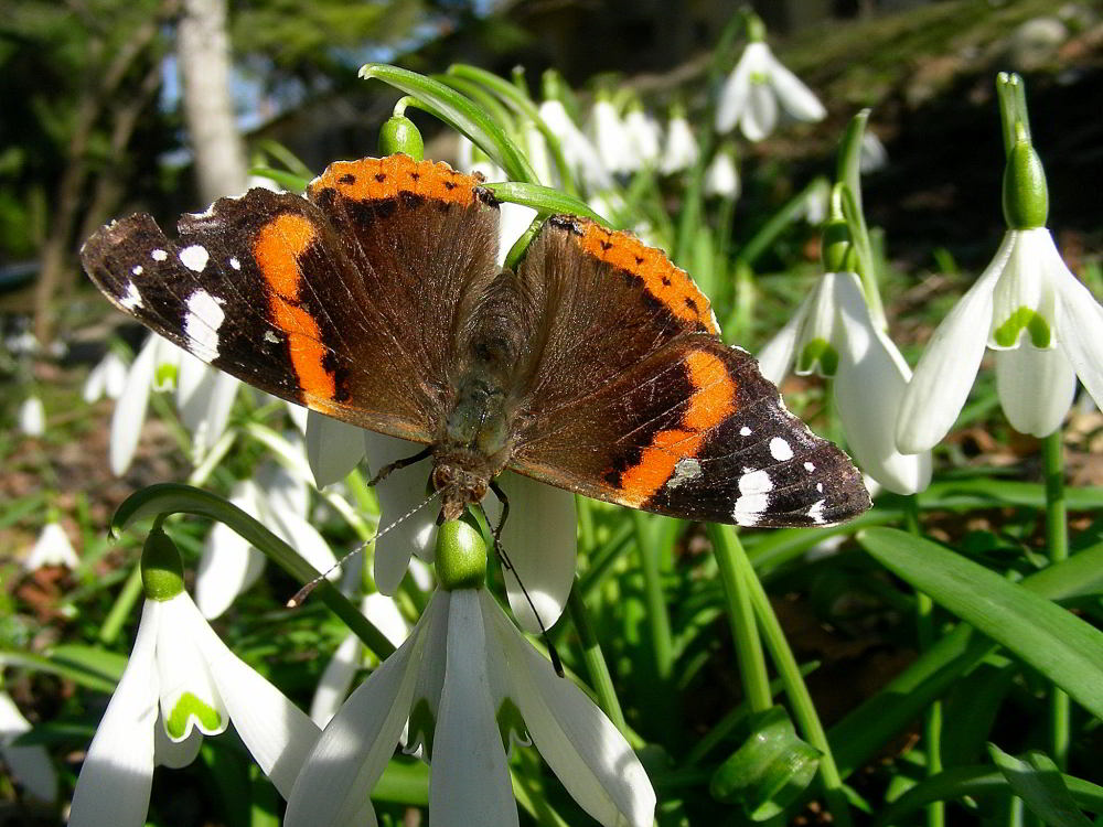 Vanessa atalanta 258.JPG