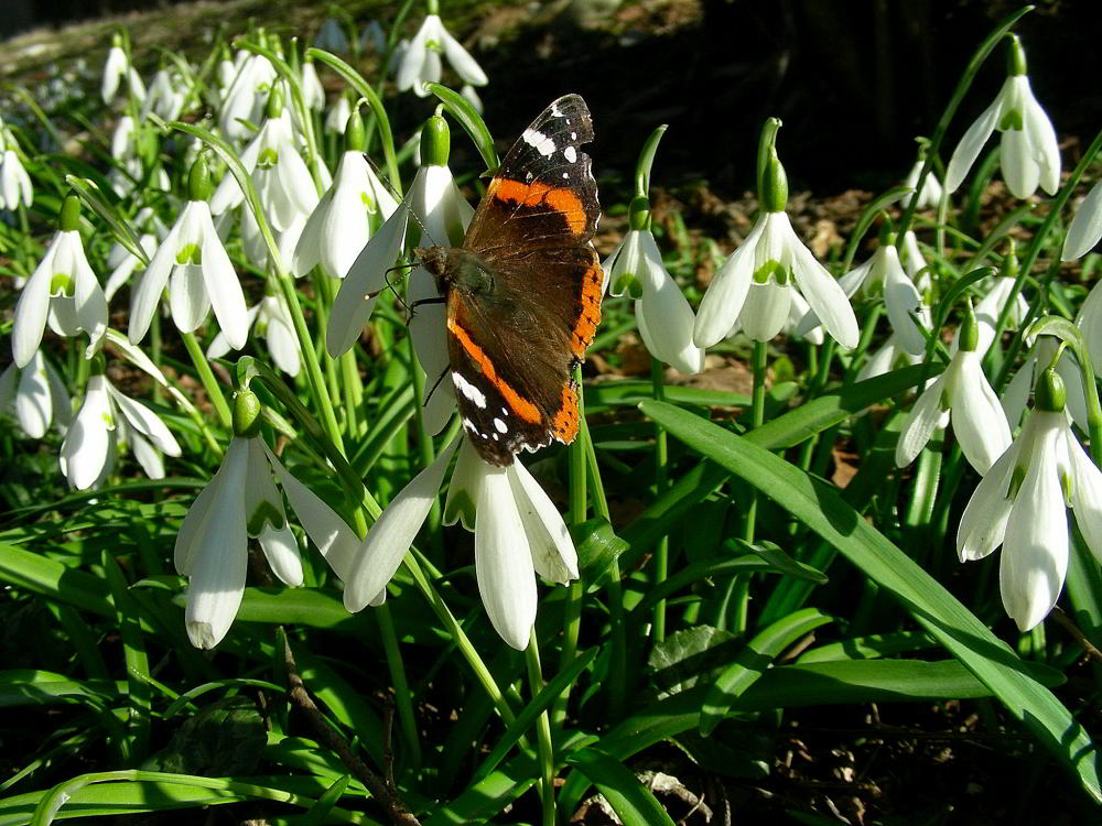 Vanessa atalanta 255.JPG