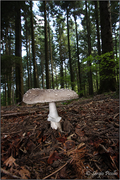 fungo-Amanita-20100720-007-JVGf.jpg