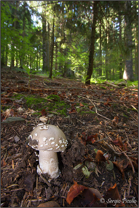 fungo-Amanita-20100720-004-06-Gf.jpg