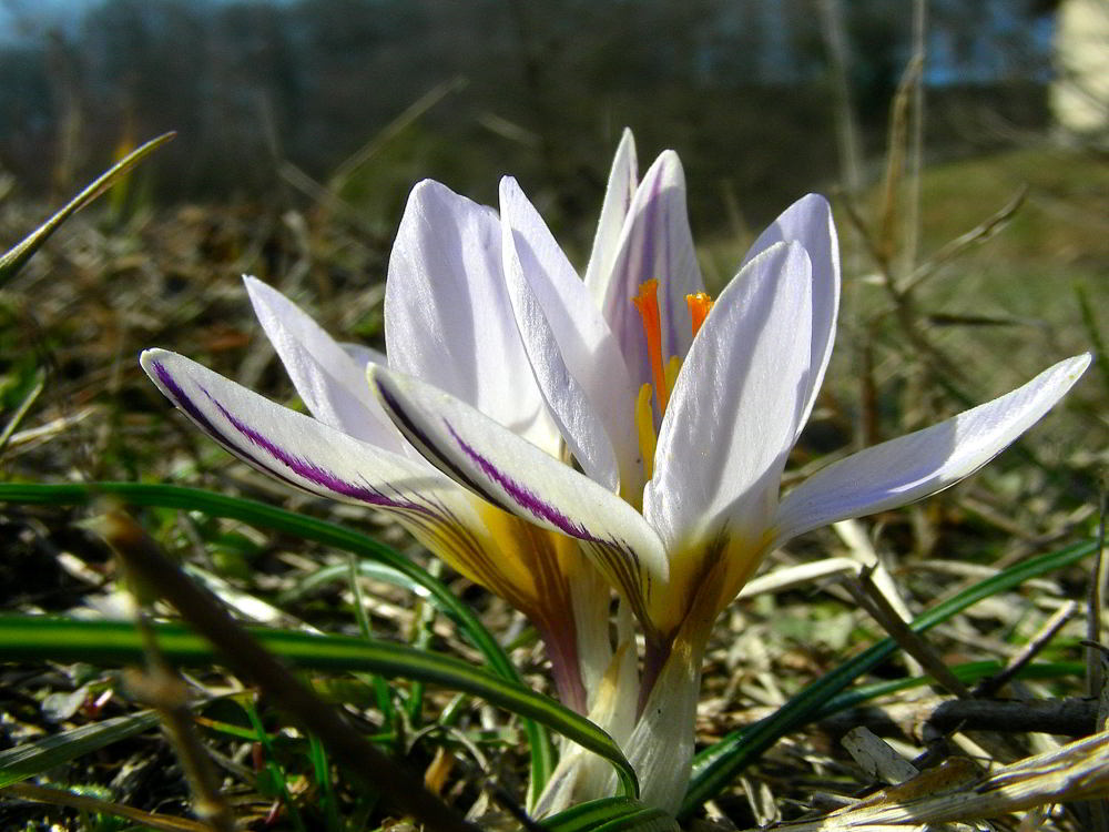 Crocus biflorus Mill.  304.JPG