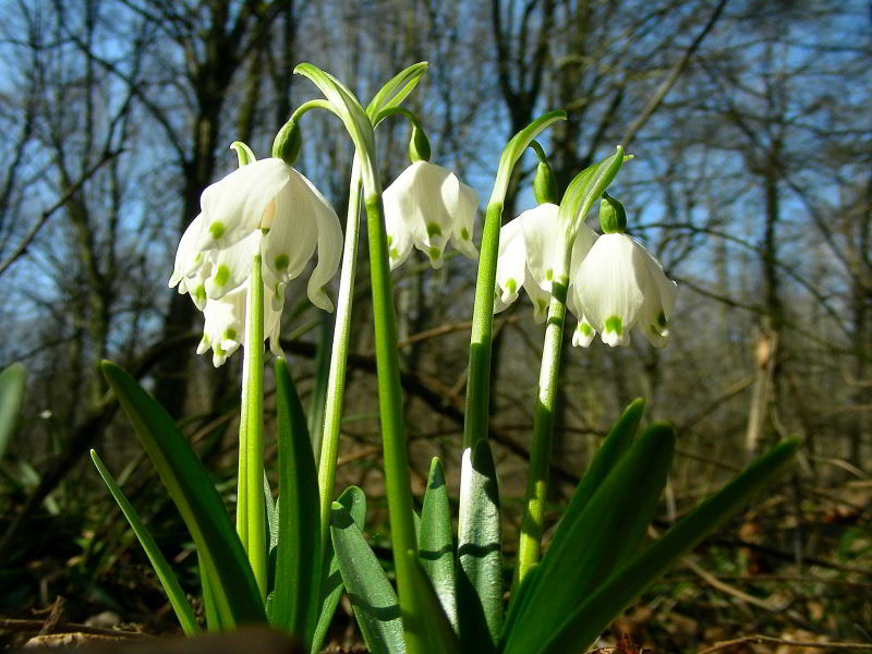 Leucojum vernum L. 297.JPG
