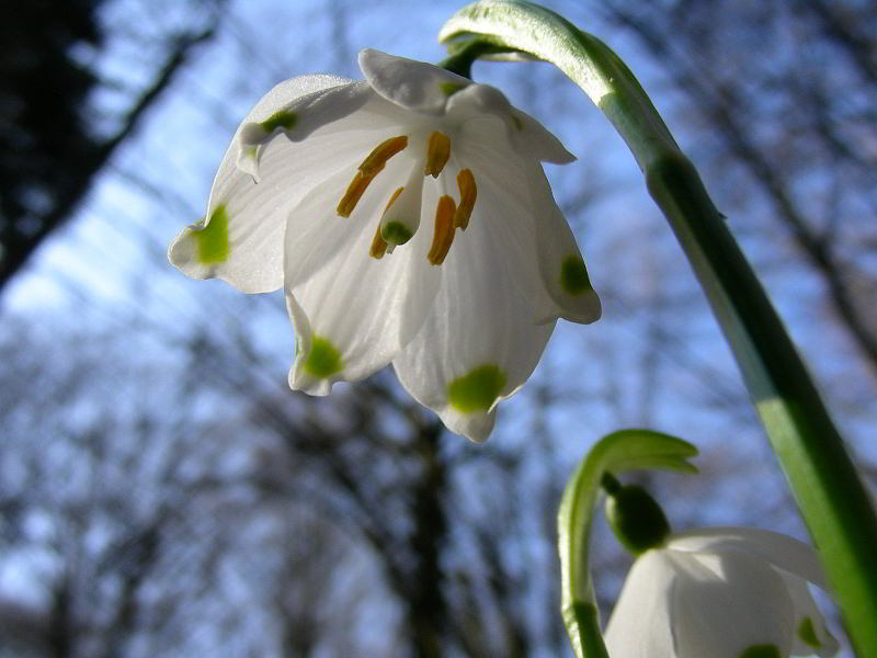 Leucojum vernum L. 300.JPG