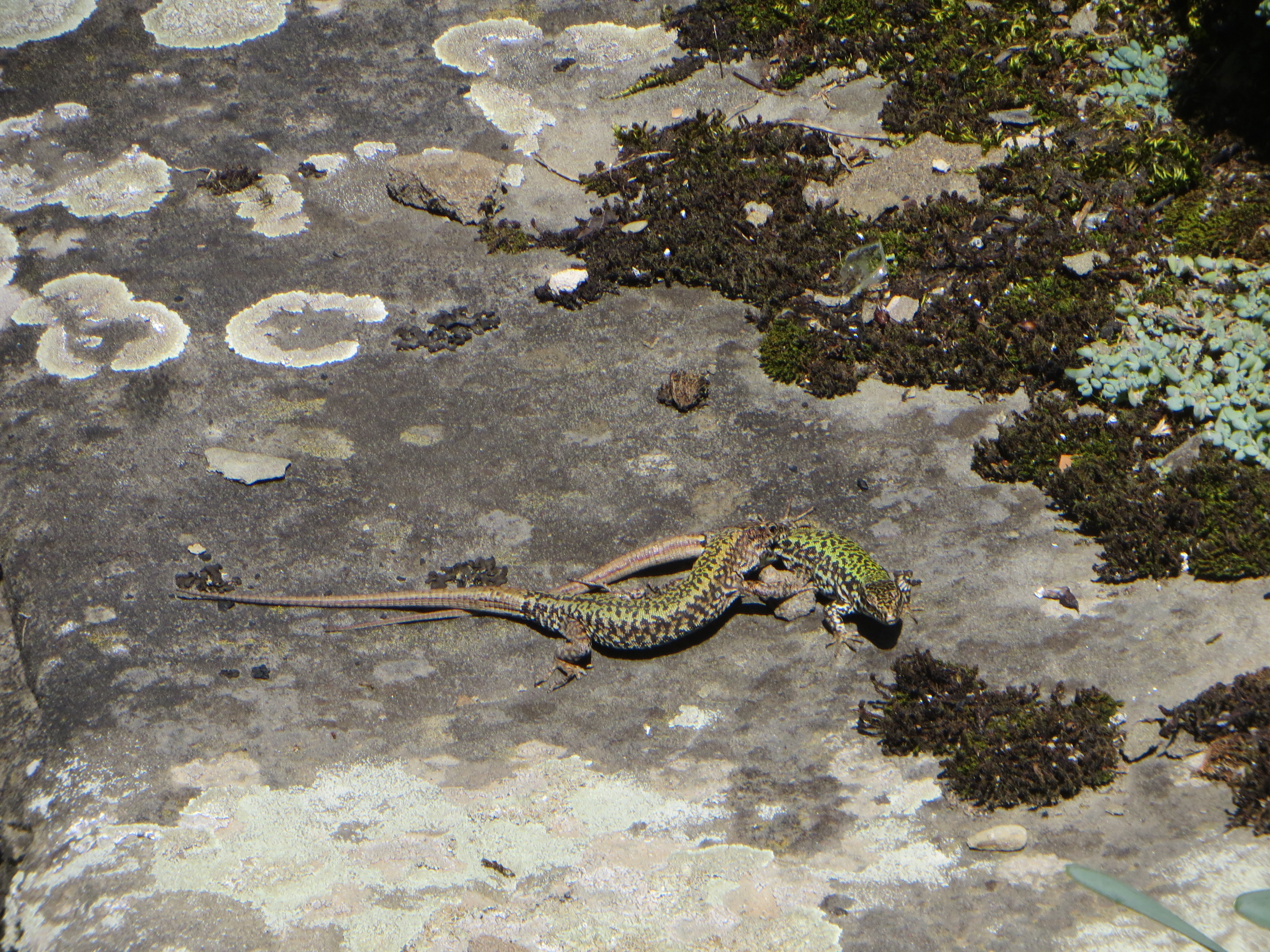 c 031.jpg