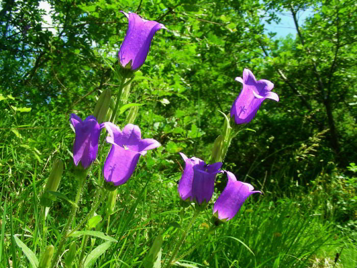 Campanula_-medium_33.jpg