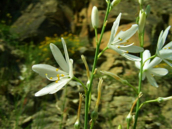 Anthericum-liliago-L.48.jpg