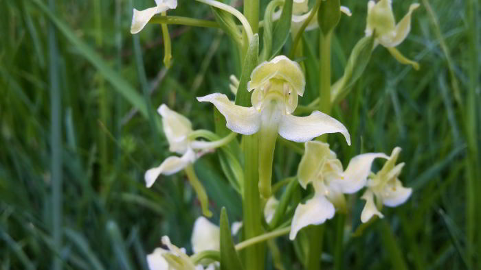 Platanthera-chlor.-20150606.jpg