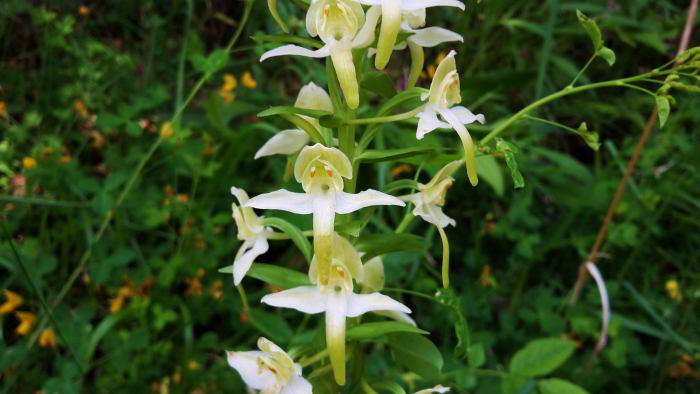 Platanthera-chlorantha-(Cus.jpg