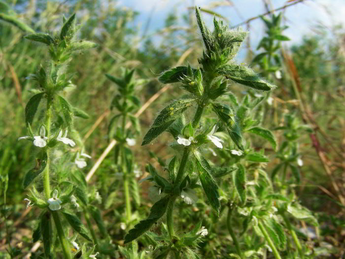 Sideritis-romana-L.52.jpg