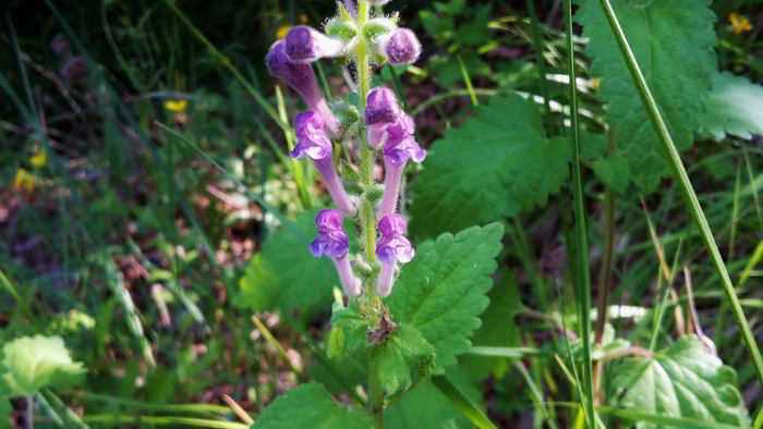 Scutellaria-columnae-All.-2.jpg