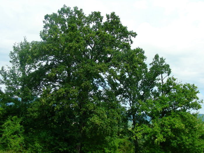 Quercus-robur-13.jpg