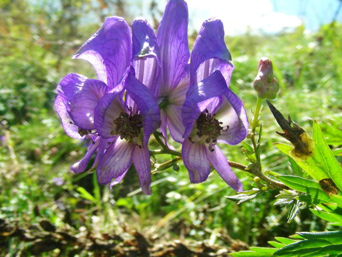 Aconitum-variegatum-05.jpg