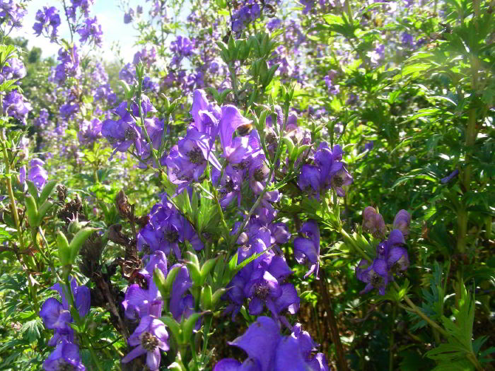 Aconitum-variegatum-46.jpg