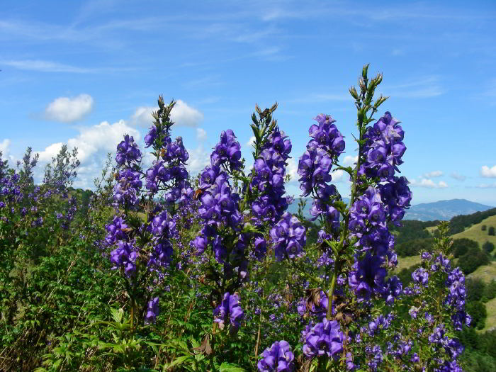 Aconitum-variegatum-86.jpg