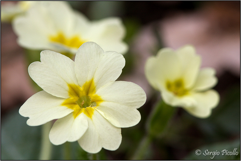 primula_09_1824.jpg
