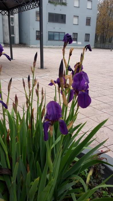 Iris-germanica-45.jpg