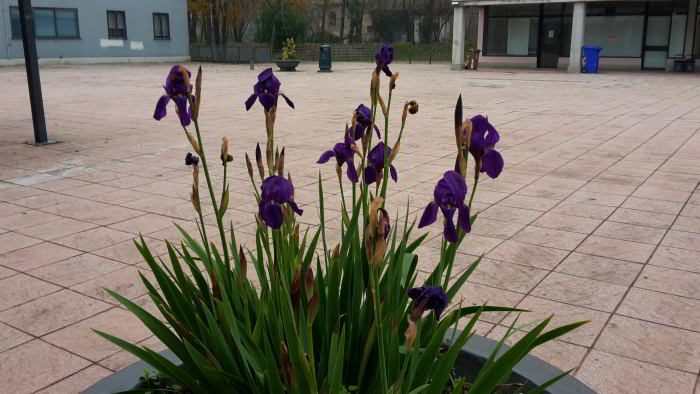 Iris-germanica-24.jpg