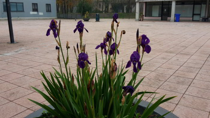 Iris-germanica-24.jpg