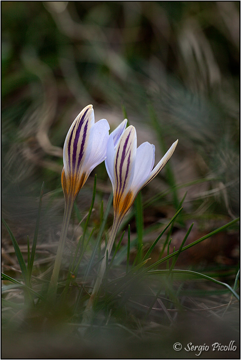 Crocus-biflorus-20160204-004-Gf.jpg