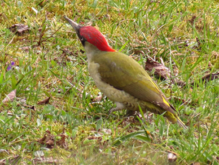 P. verde.JPG