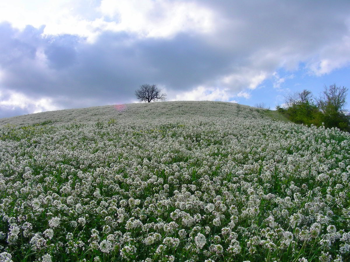 Diplotaxis-erucoides-09.jpg