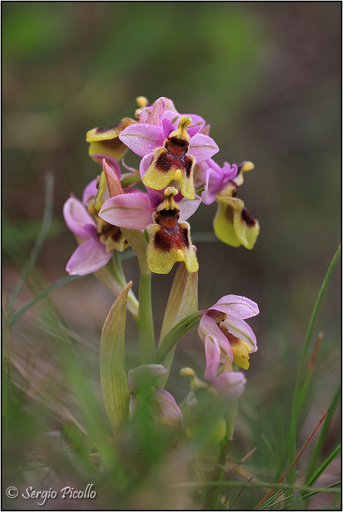 Ophrys-tenthredinifera-20160405-004-JMMVGf.jpg