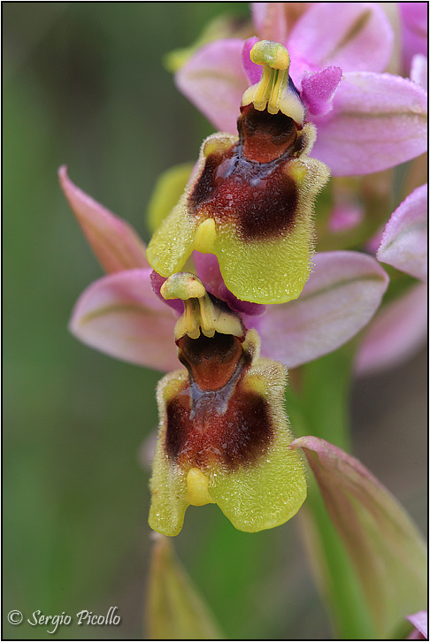 Ophrys-tenthredinifera-20160405-016-JMGf.jpg