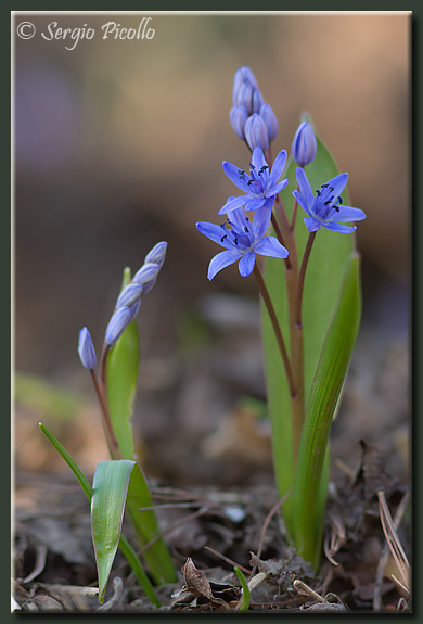 scilla_09_1789.jpg