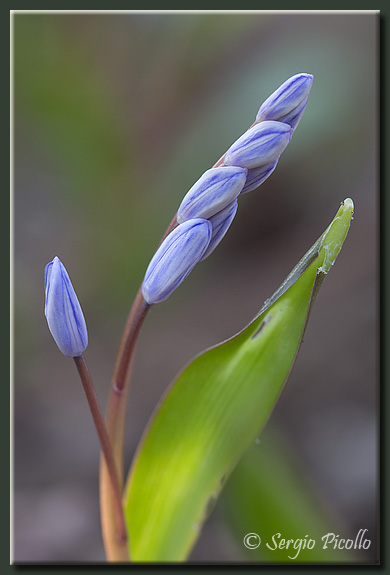 scilla_09_1804.jpg