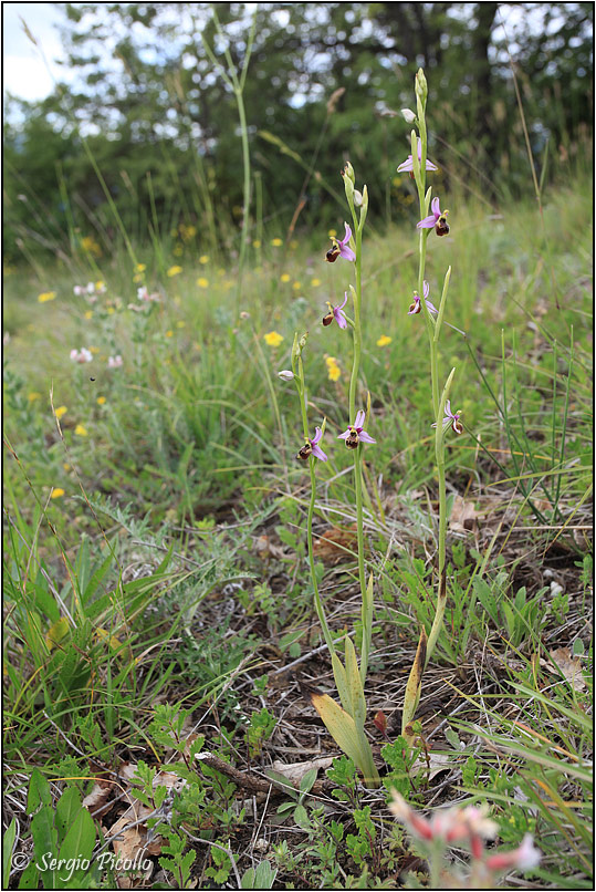 Ophrys tetraloniae 20160614 027 JWf.jpg