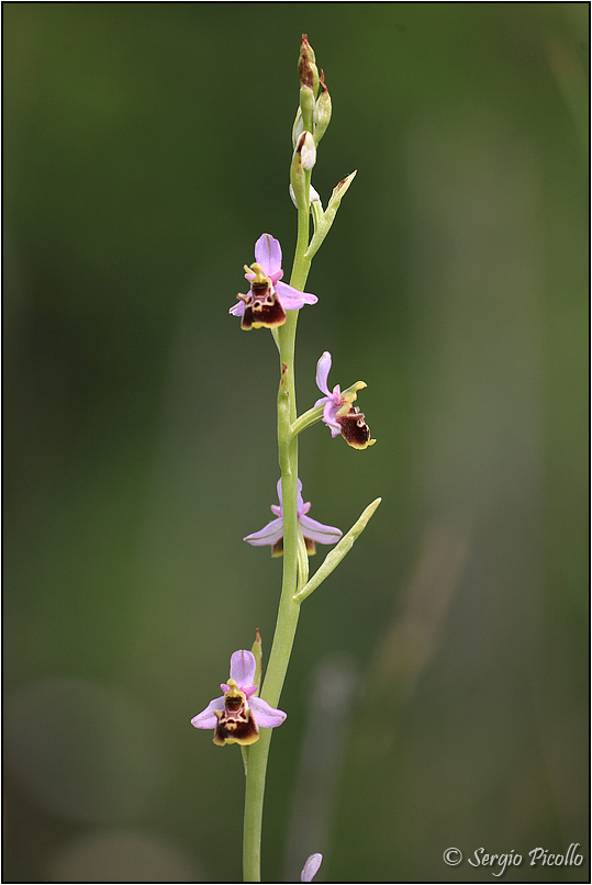 Ophrys-tetraloniae-20160614-031-JWf.jpg