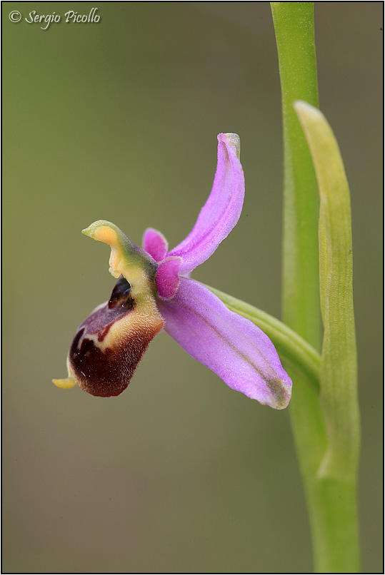 Ophrys-tetraloniae-20160614-022-JWf.jpg