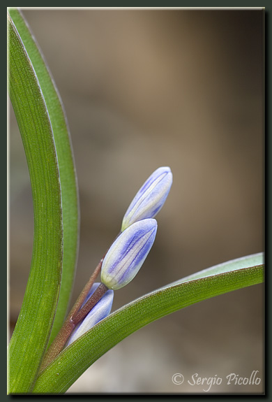 scilla08_0190.jpg