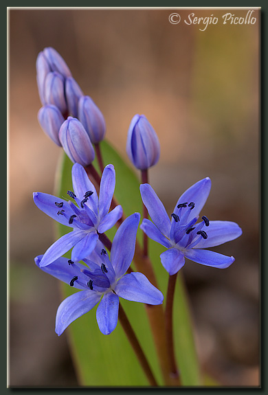 scilla_09_1799.jpg