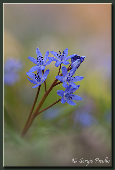 scilla_09_1765.jpg
