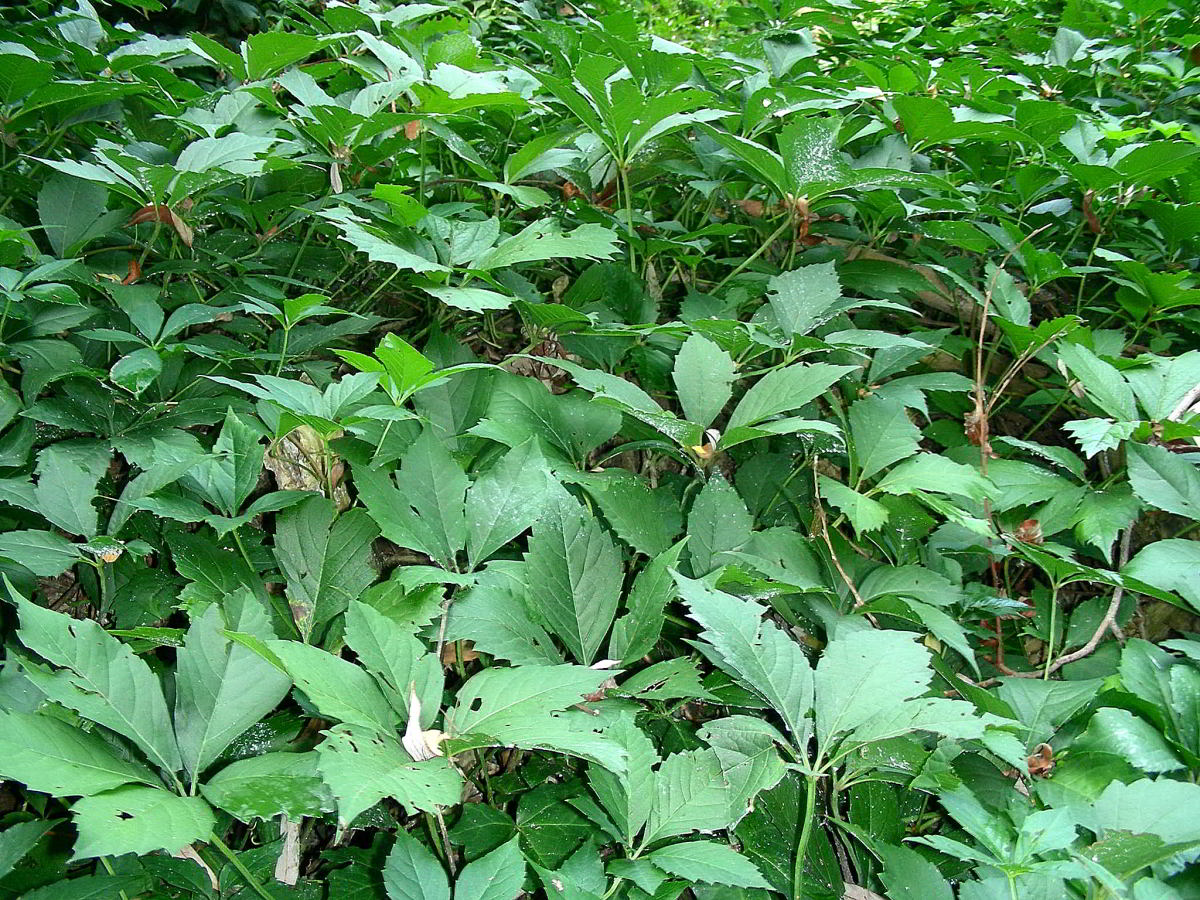Parthenocissus-quinquefolia.jpg