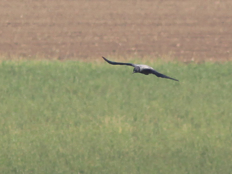 cornacchia_3714.jpg