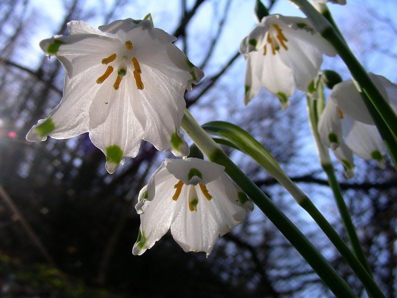 Leucojum vernum L. 10mar09 464.JPG