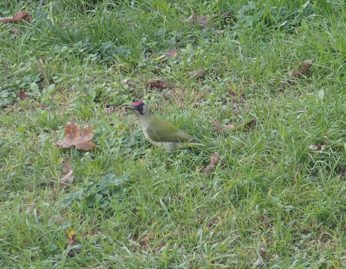 picchio verde.jpg