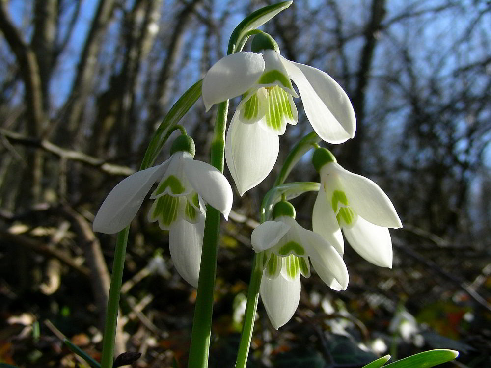 Galanthus nivalis L.  07mar09 359.JPG