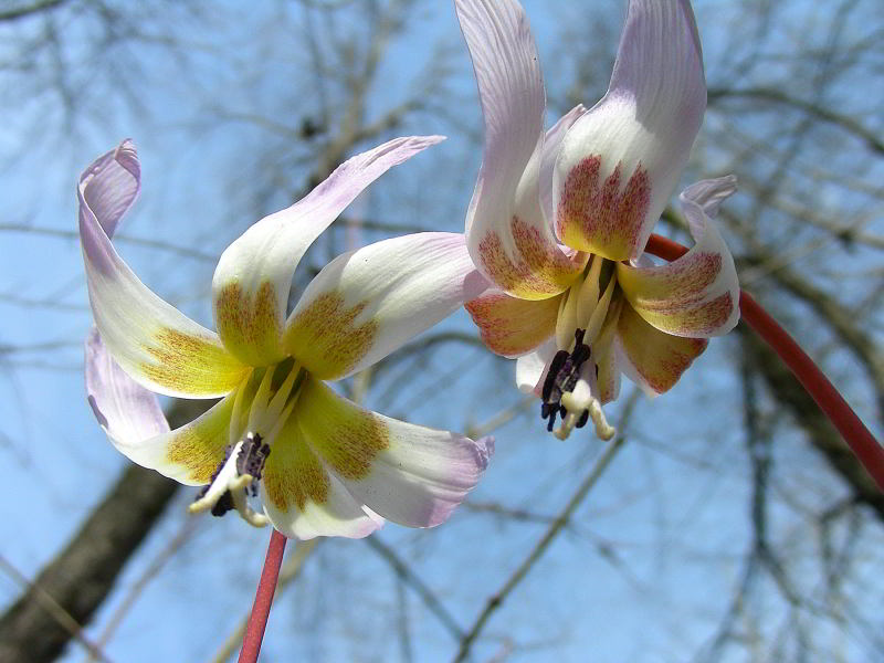 Erythronium dens-canis L. 25mar09 952.JPG