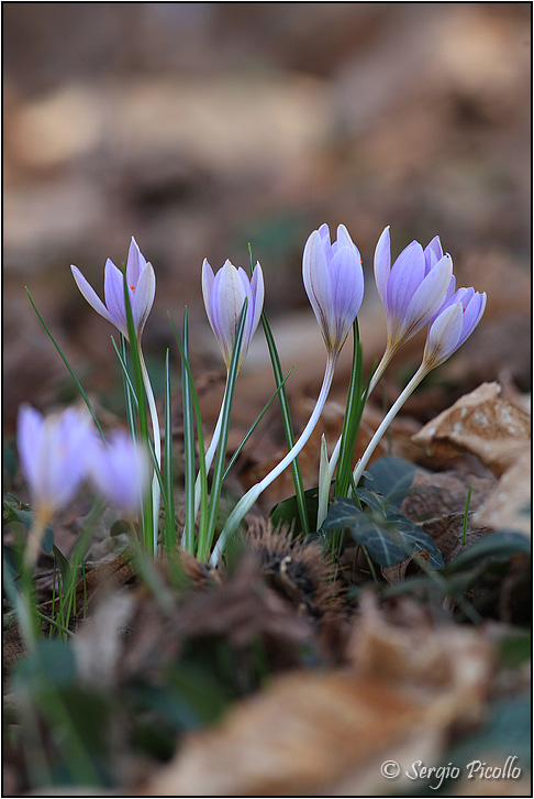 Crocus-variegatus-20160211-011-JVWf.jpg